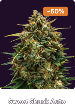 Sweet skunk Auto halloween-3